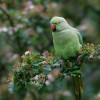 Wild & Caged Bird Feed. Green bird. Outdoors.