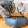 Blue cat food bowl filled with kibble. Two cats.