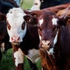 Cattle feed. Two spotted cows.