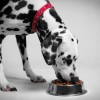 Dog Food. Large dog eating.