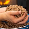 Pelleted Feed. Hands holding pelleted feed