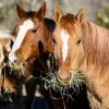 Two horses eating hay.