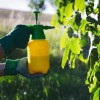 Gardener spraying insecticide.