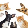 Group of various domestic pets.