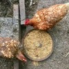 Poultry Feed & Supplies. Two hens. Grain dish.