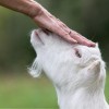 Sheep & Goat Feed. Hand petting goat.