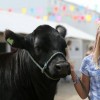 Show Feed & Supplies. Black cow. Girl with cow.
