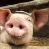 Swine Feed. Close up of pig.