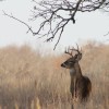 Wildlife feed and supplies. Deer.