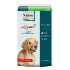Loyall Adult Maintenance Dry Dog Food. Teal pet food bag. Small golden dog.