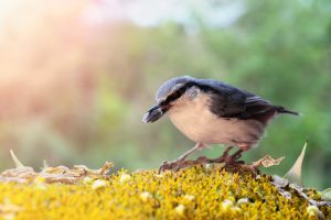 wild bird with a seed in it's mouth