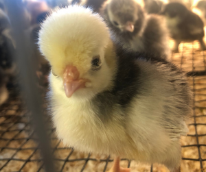 Baby chick at D&D Feed in Tomball, TX