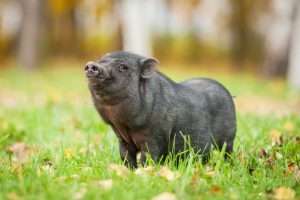mini pig in the grass