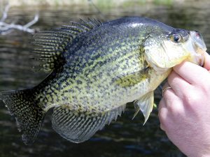 pond stocking crappie fish 