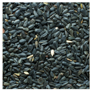 Brooks Birds of a Feather Black Oil Sunflower