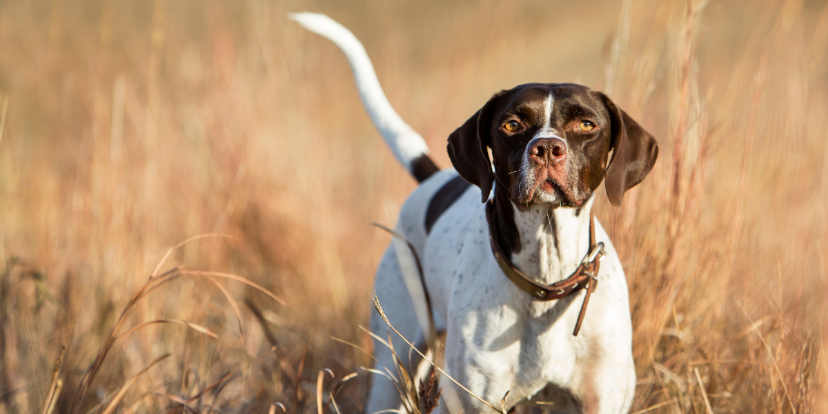 hunting dog in a field