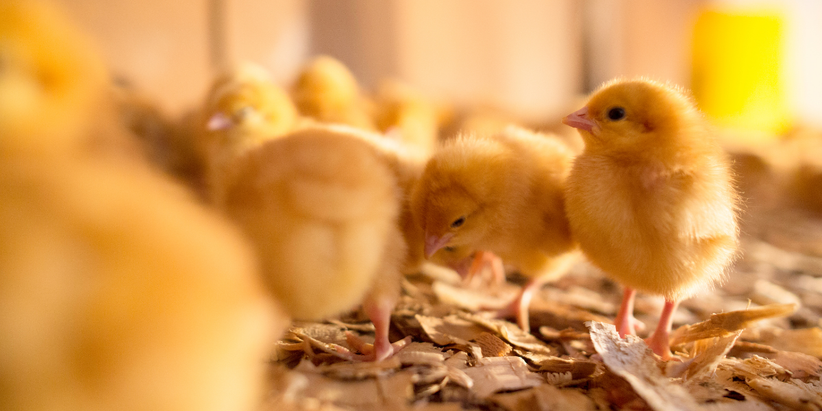 a flock of baby chickens