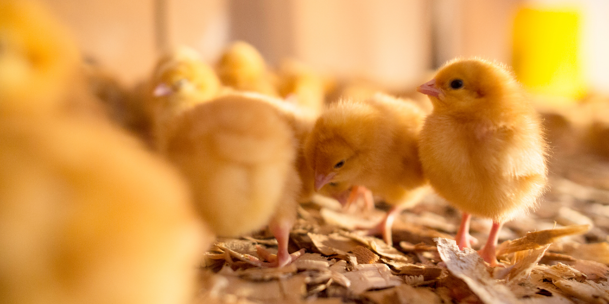 baby chicks, fall chicks arrive