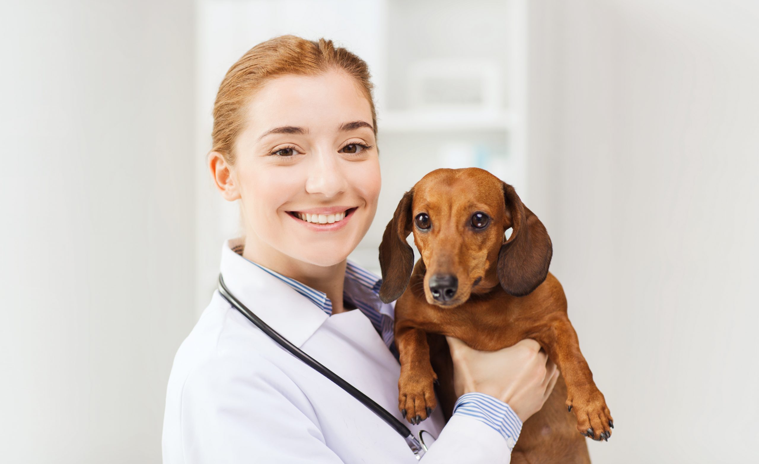 Veterinarian holding a dog