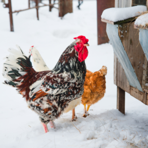 Raising Chickens In Winter . Two chickens standing in snow.