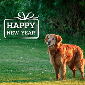 Happy New Year Pet Blog - resolutions for pets