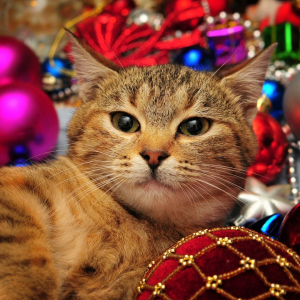 Pet with Christmas Ornaments