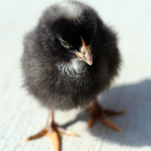 Barred Rock Chick