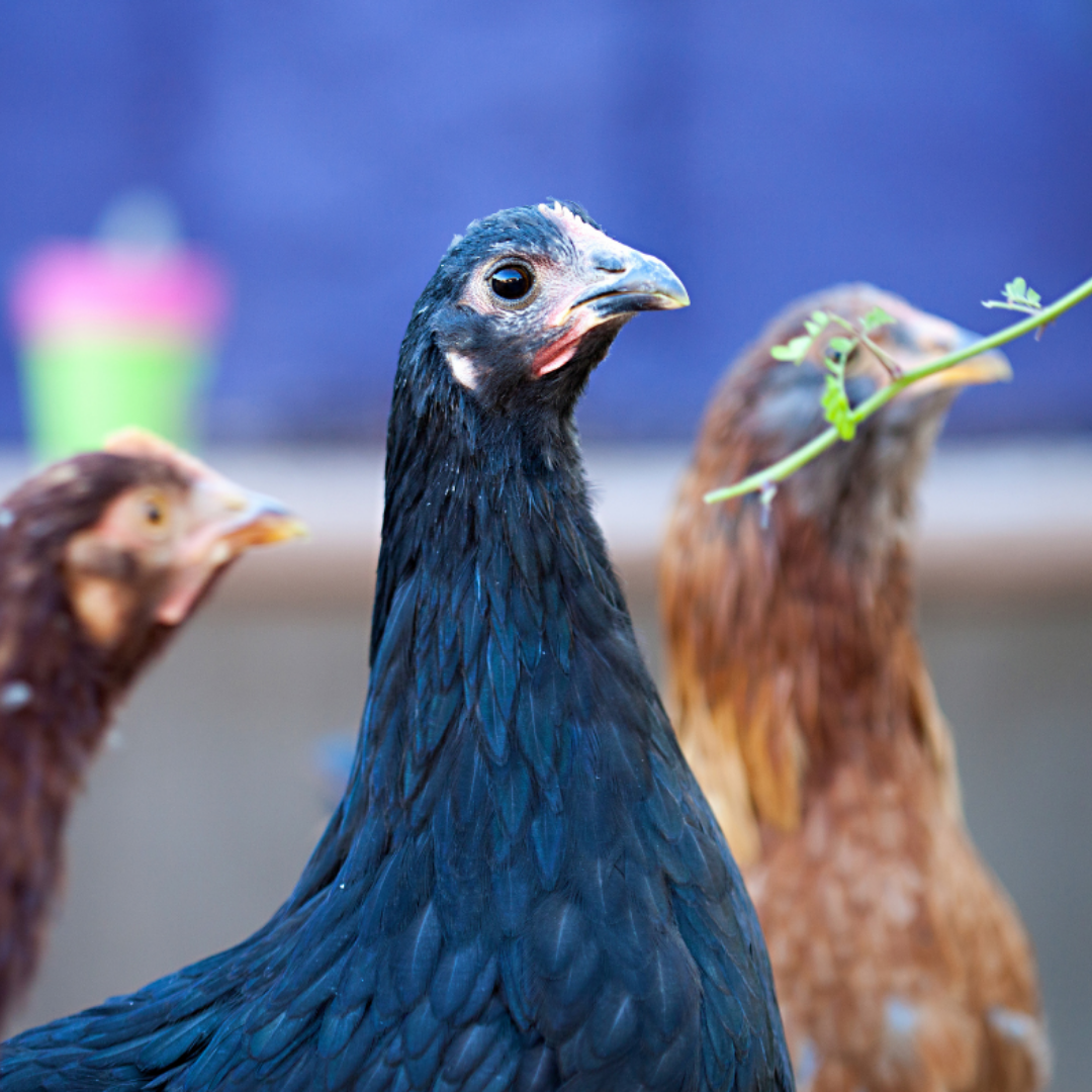 Blue Australorp Chicks