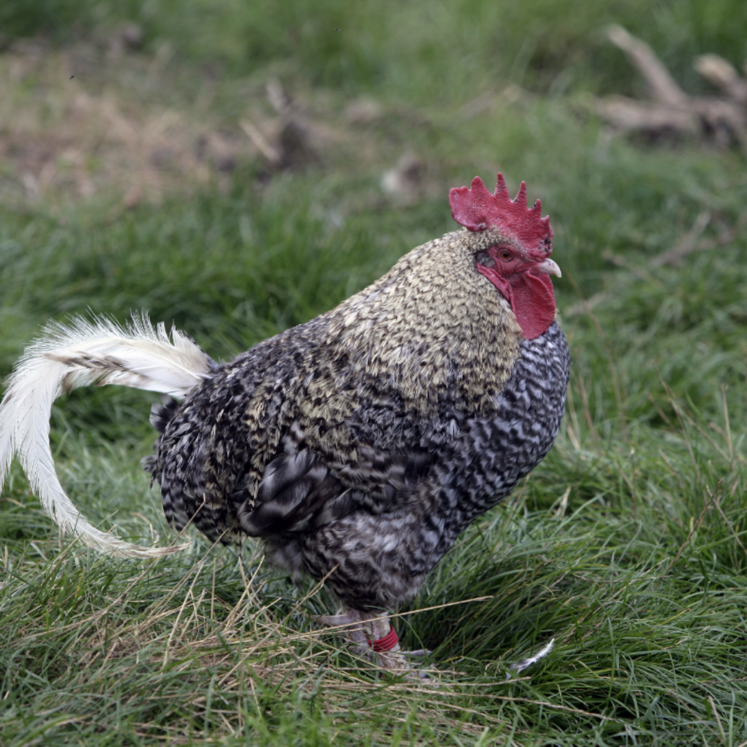 Cuckoo Maran Hen