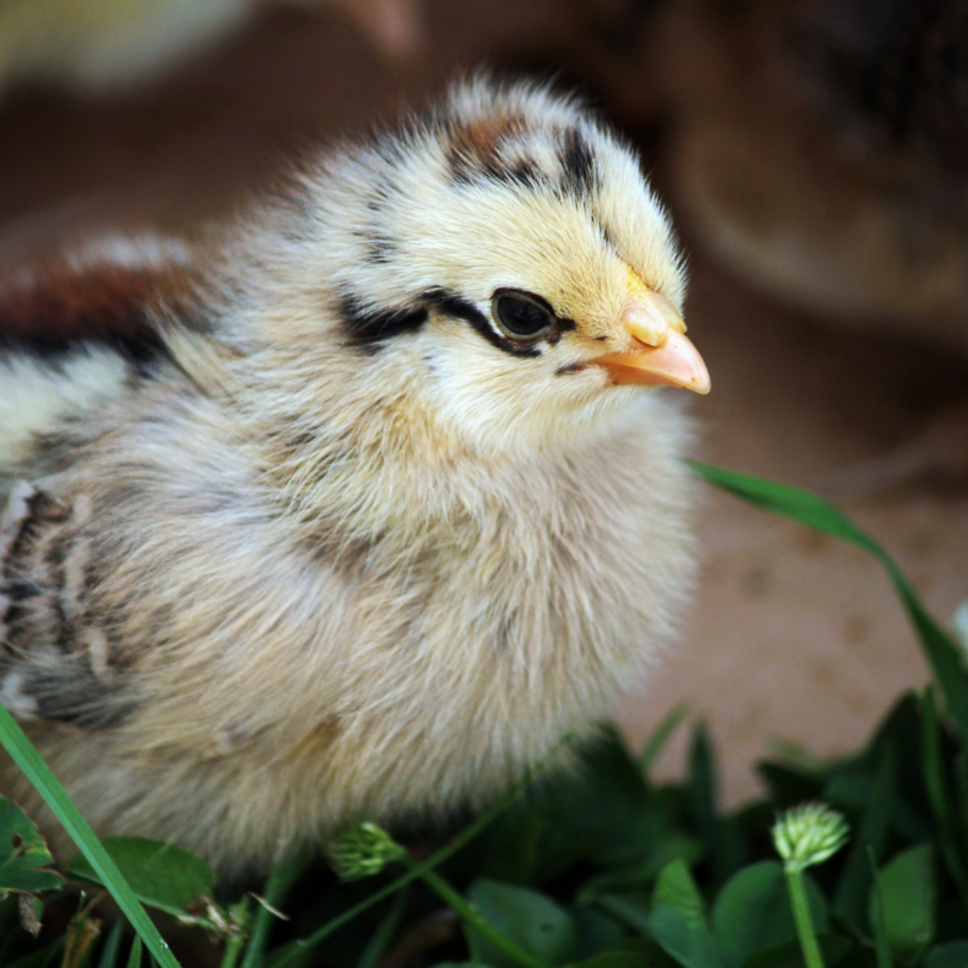 Easter Egger chick