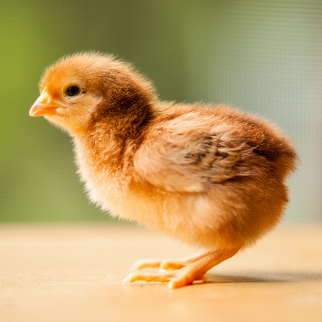 Rhode Island Red chick