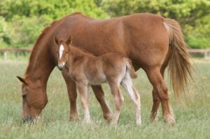 Mare and foal grazing.