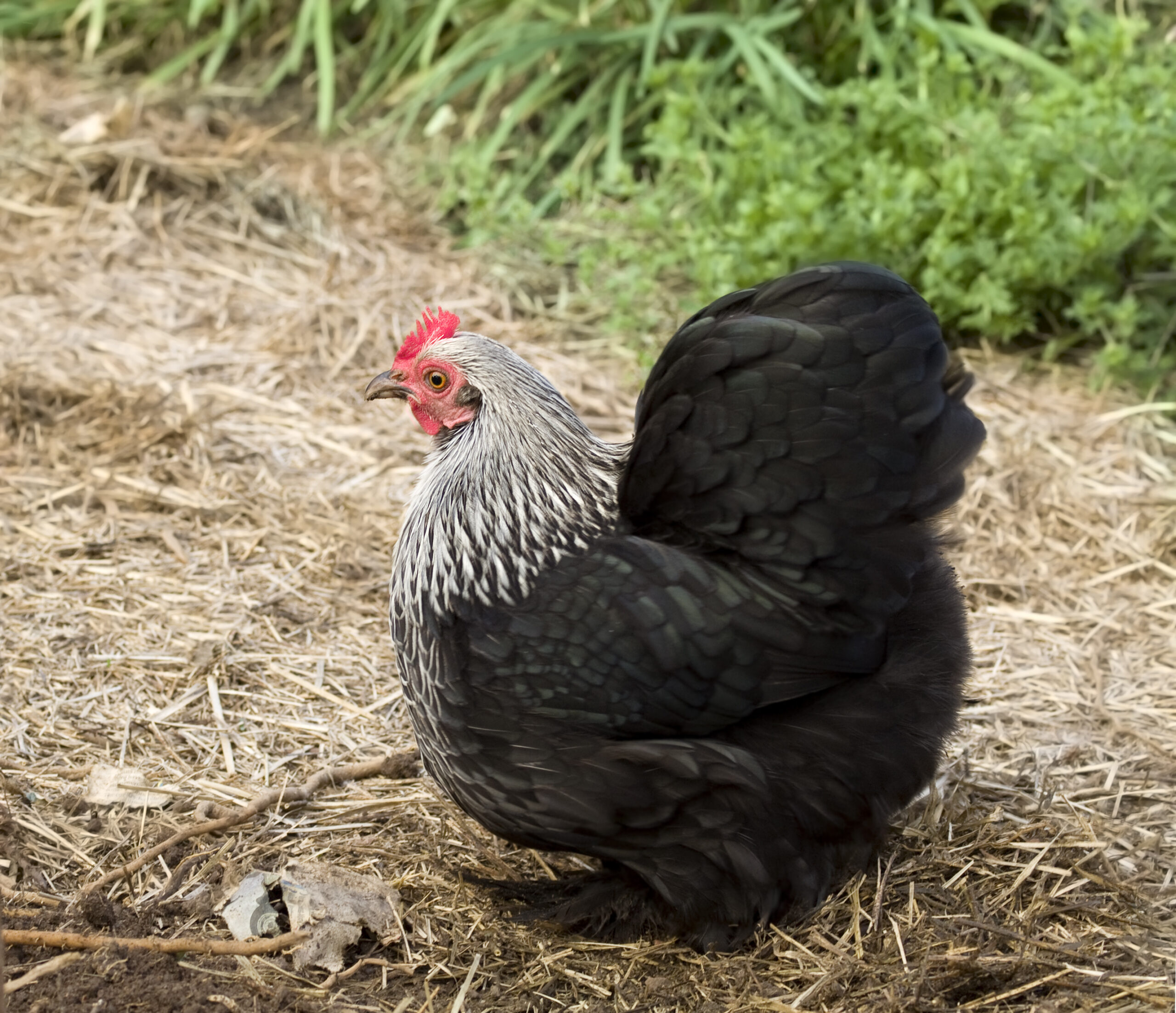 Bantam Hen