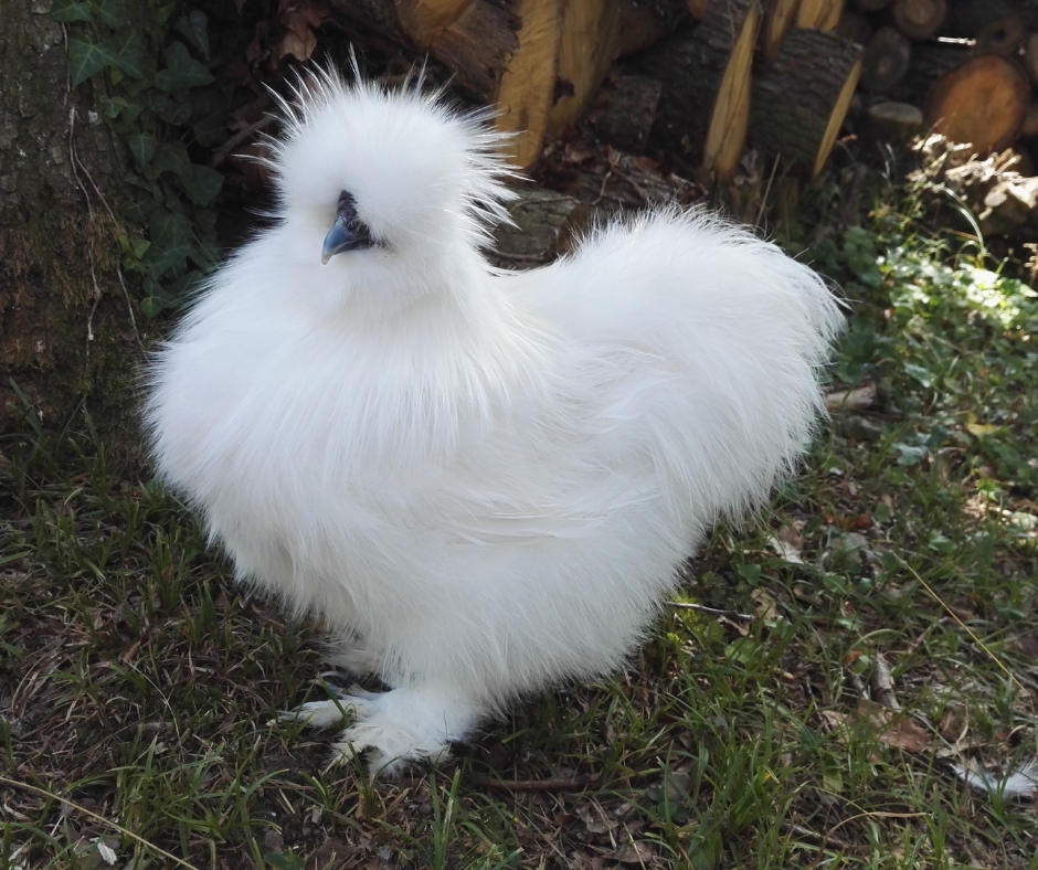 Silkie Chicken