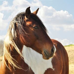 Forage Choices for Horses with Dental Problems