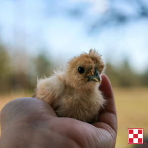 Baby Chicks arrive at D&D Feed each spring and fall