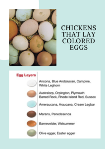 Which chickens lay colored eggs? 