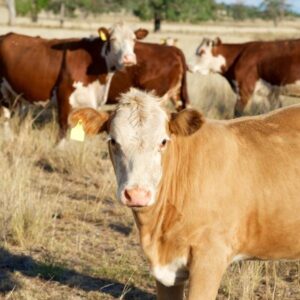 Purina Beyond The Bag article. Group of cows.