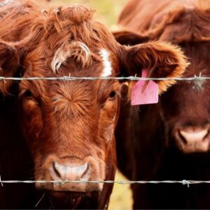 The True Cost of Cheap Minerals. Cattle behind fence.