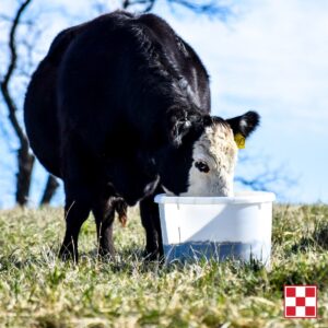 Protein and Fat Critical to Cattle Nutrition. Cow eating from mineral tub.