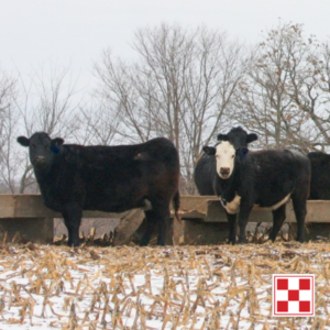 Winter Cow Feeding