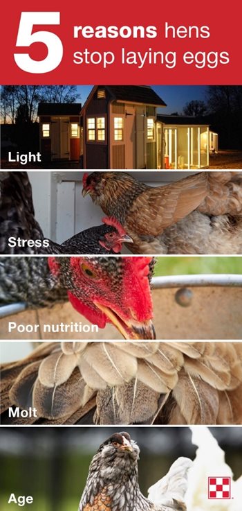 reasons chickens stop laying eggs