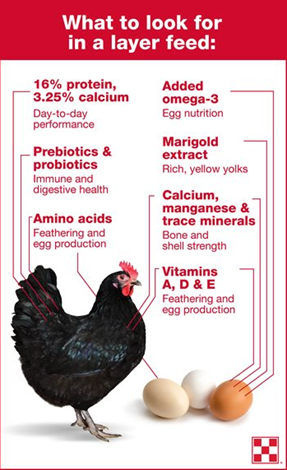 what to look for chicken layer feed