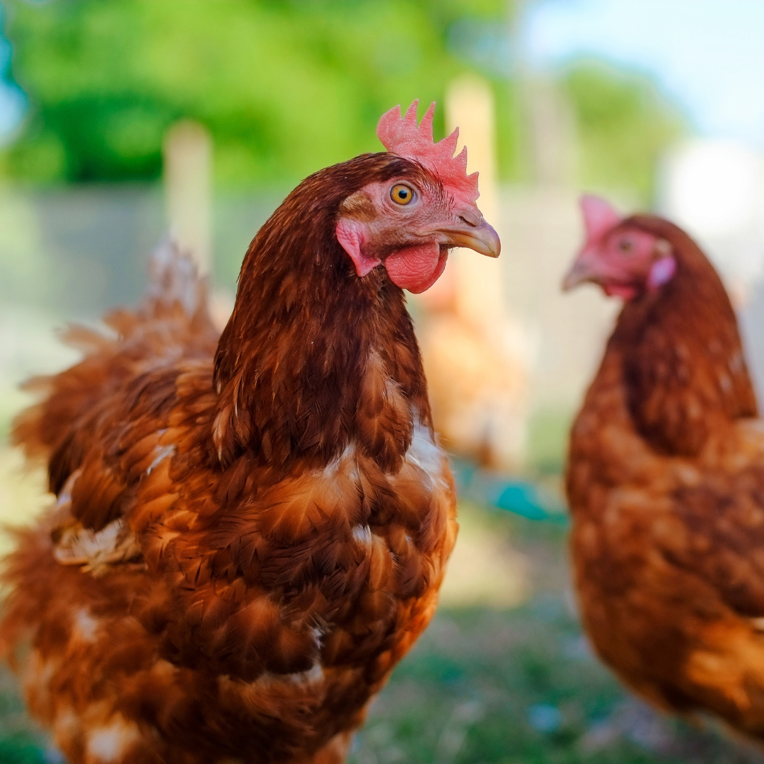 Why Do Chickens Stop Laying Eggs D&D Feed & Supply