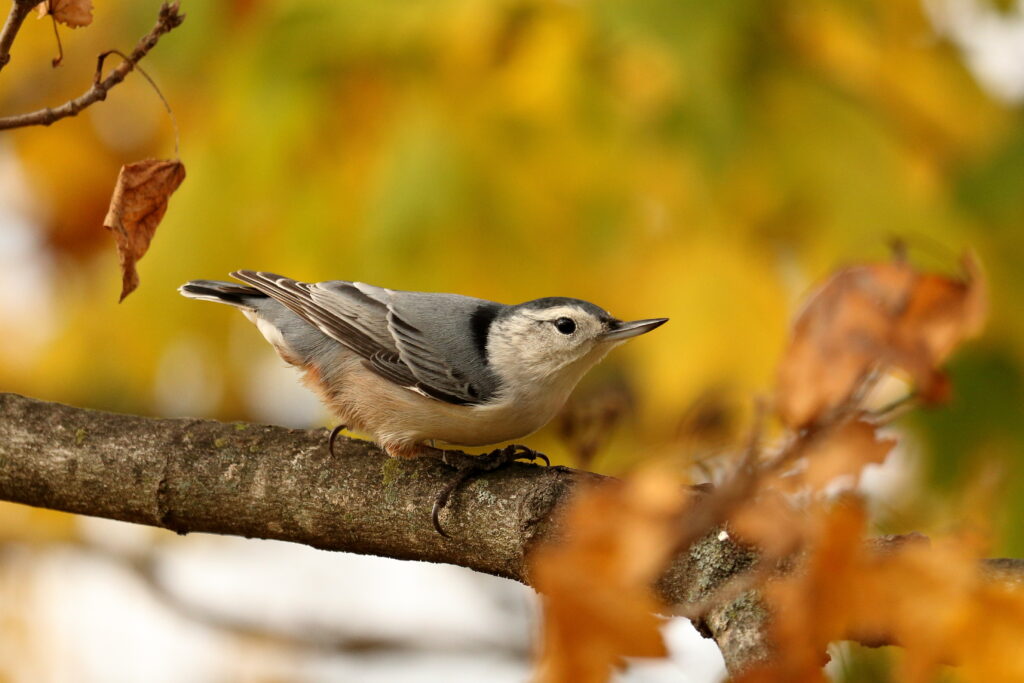 Fall Bird Tips 