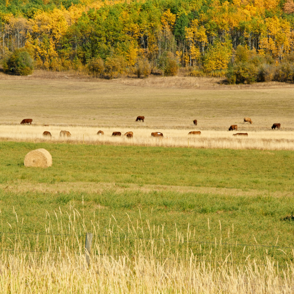 Fall Pasture Management tips