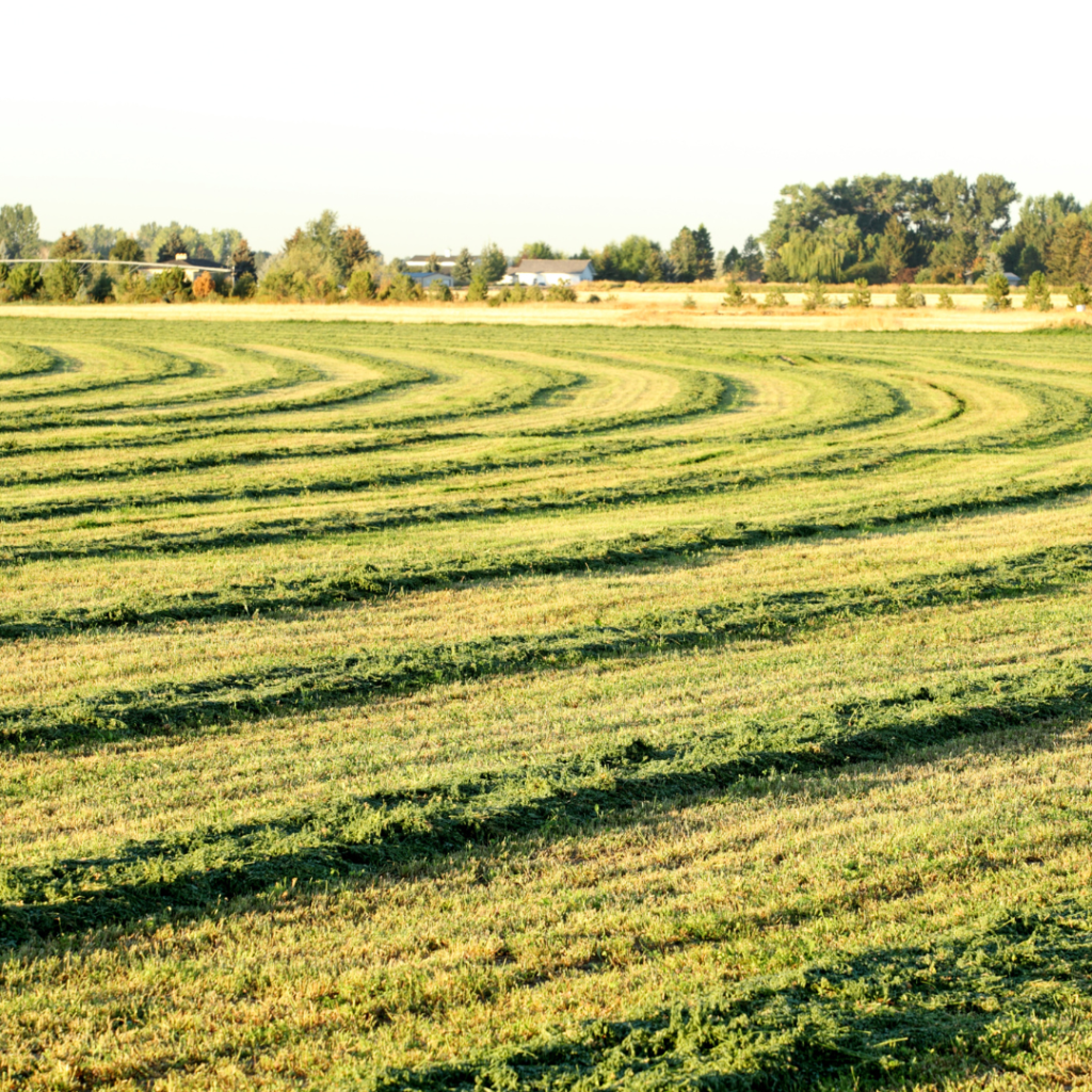 harvesting hay