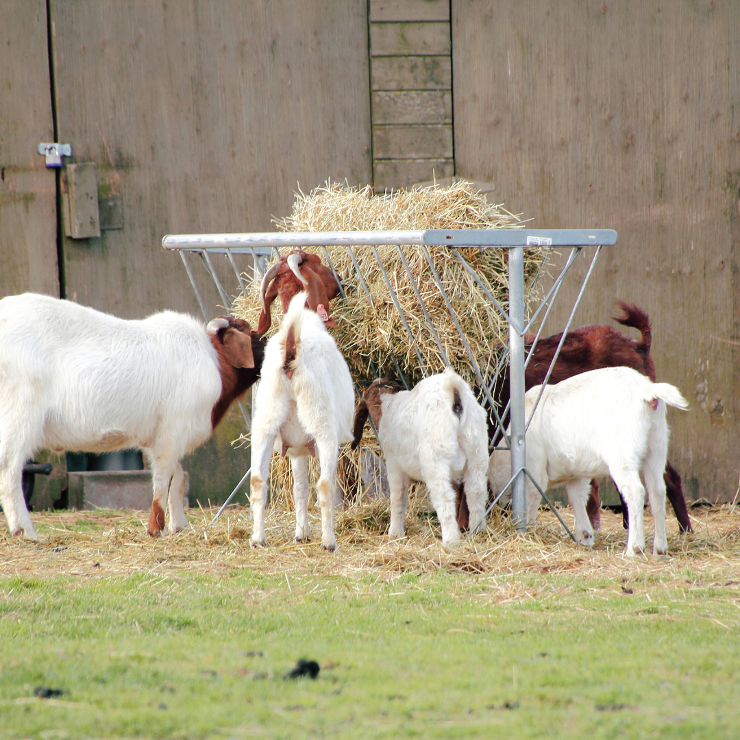 The Benefits of Using Hay Feeders for Your Animals - D&D Feed & Supply