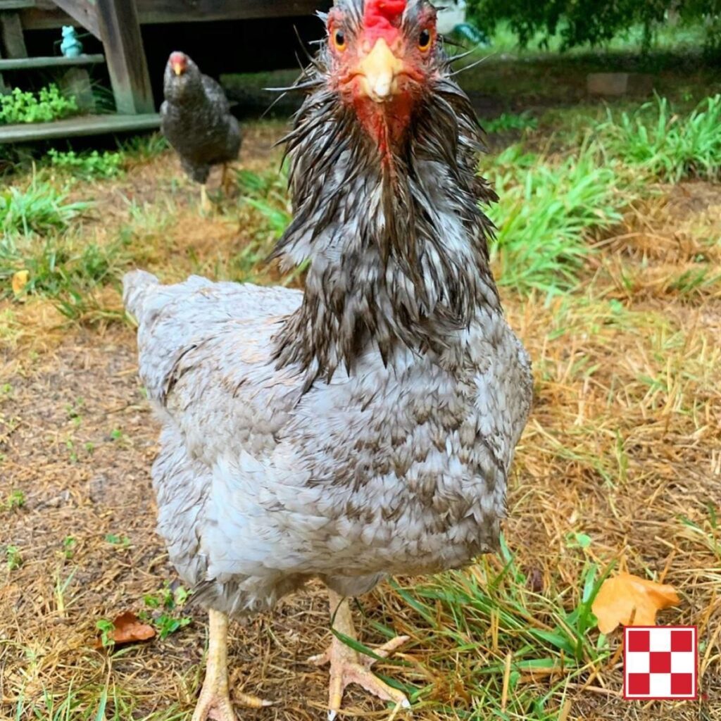 Molting chickens lay fewer eggs, or stop laying eggs