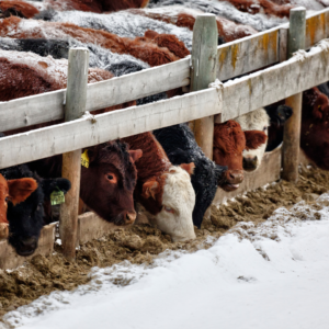 cattle eating feed throough fence